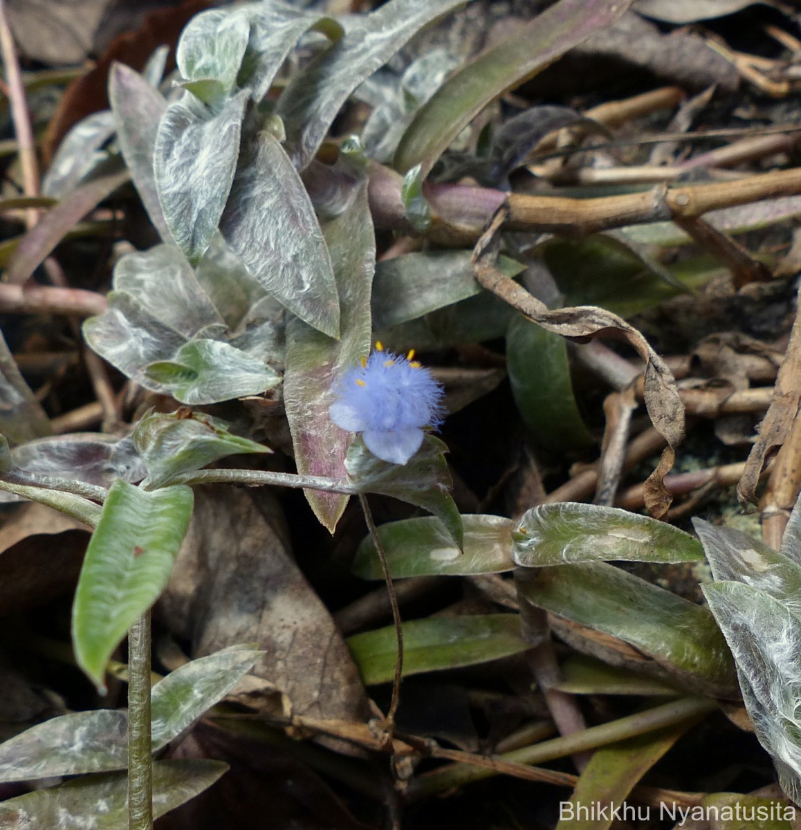 Cyanotis obtusa (Trimen) Trimen
